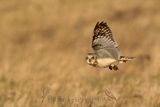   Short-eared Owl (Asio flammeus flammeus)